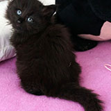 Dream Catcher, 5 weeks old