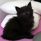Destiny, 7 weeks old