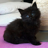 Destiny, 7 weeks old