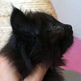 Destiny, 7 weeks old
