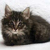 Douya Desdémone, 7 weeks old