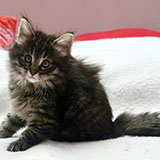 Douya Desdémone, 7 weeks old