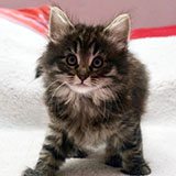 Douya Desdémone, 7 weeks old