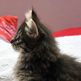 Douya Desdémone, 7 weeks old