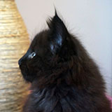 Dream Catcher, 7 weeks old
