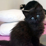 Dream Catcher, 7 weeks old