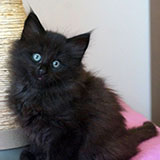 Dream Catcher, 7 weeks old