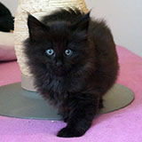 Dream Catcher, 7 weeks old