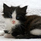 Dakota, 5 weeks old