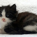 Dakota, 5 weeks old