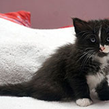 Demon, 5 weeks old