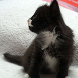 Demon, 5 weeks old