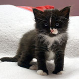 Demon, 5 weeks old