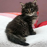 Diabolo , 5 weeks old