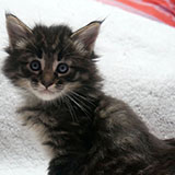 Diabolo , 5 weeks old