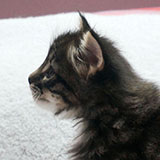 Diabolo , 5 weeks old