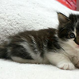 Dagobert , 5 weeks old