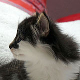Dagobert , 5 weeks old