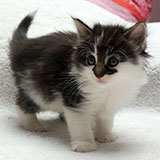 Dagobert , 5 weeks old