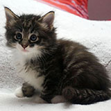 Diego, 5 weeks old