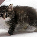 Diego, 5 weeks old