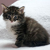 Diego, 5 weeks old