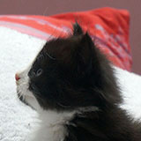 Dragon, 5 weeks old