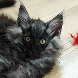 Elmo, 12 weeks old