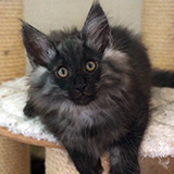 Elmo, 12 weeks old