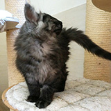 Elmo, 12 weeks old
