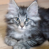 Emilio, 12 weeks old