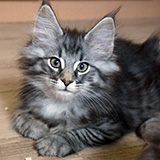 Emilio, 12 weeks old