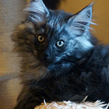 Enjoy, 12 weeks old
