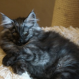 Enjoy, 12 weeks old