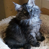 Erie Merrry, 12 weeks old