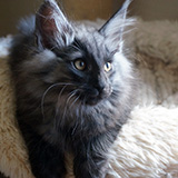 Erie Merrry, 12 weeks old