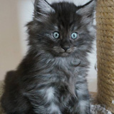 Elmo, 7 weeks old