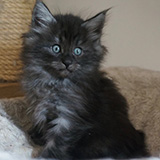 Elmo, 7 weeks old
