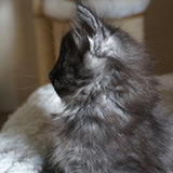 Elmo, 7 weeks old