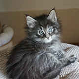 Emilio, 7 weeks old