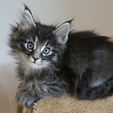 Emilio, 7 weeks old