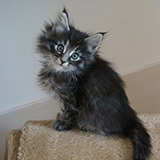 Emilio, 7 weeks old