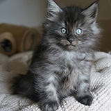 Enjoy, 7 weeks old