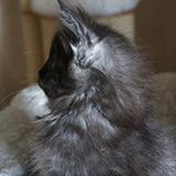 Enjoy, 7 weeks old