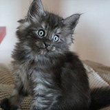 Erie Merrry, 7 weeks old
