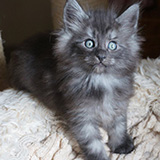 Erie Merrry, 7 weeks old