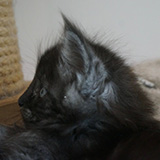 Erie Merrry, 7 weeks old