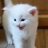 Edelweiss, 4 weeks old