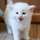 Edelweiss, 4 weeks old