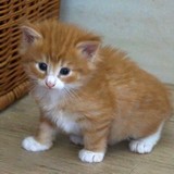 Einstein, 4 weeks old